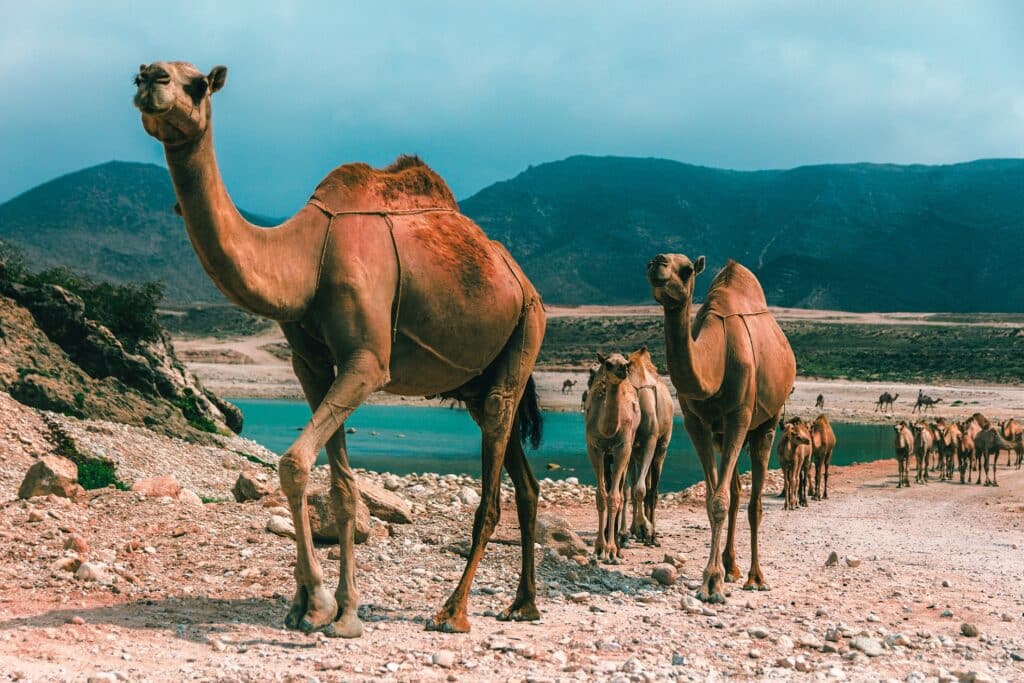 salalah oman