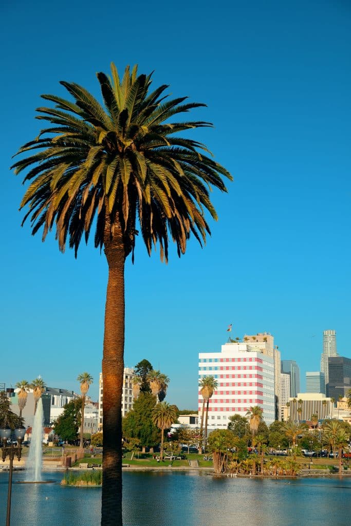 Los Angeles downtown park view with palm trees