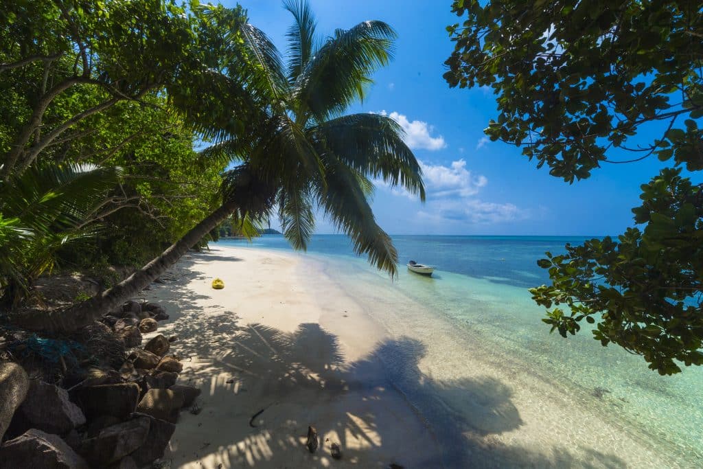 A palm tree at a beach surrounded by greenery and the sea under the sunlight in Praslin in Seychelles